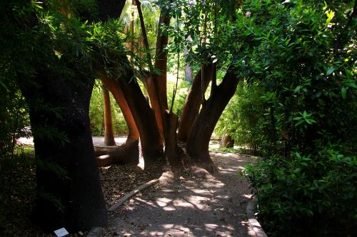 Jardín Botánico (Valencia)