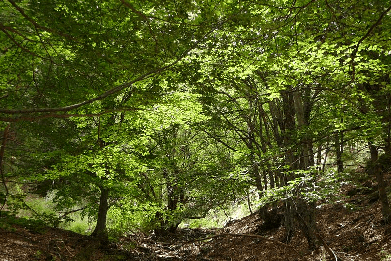 Parque Natural Hayedo De La Tejera Negra