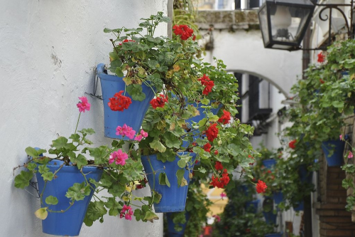 Calleja de las Flores